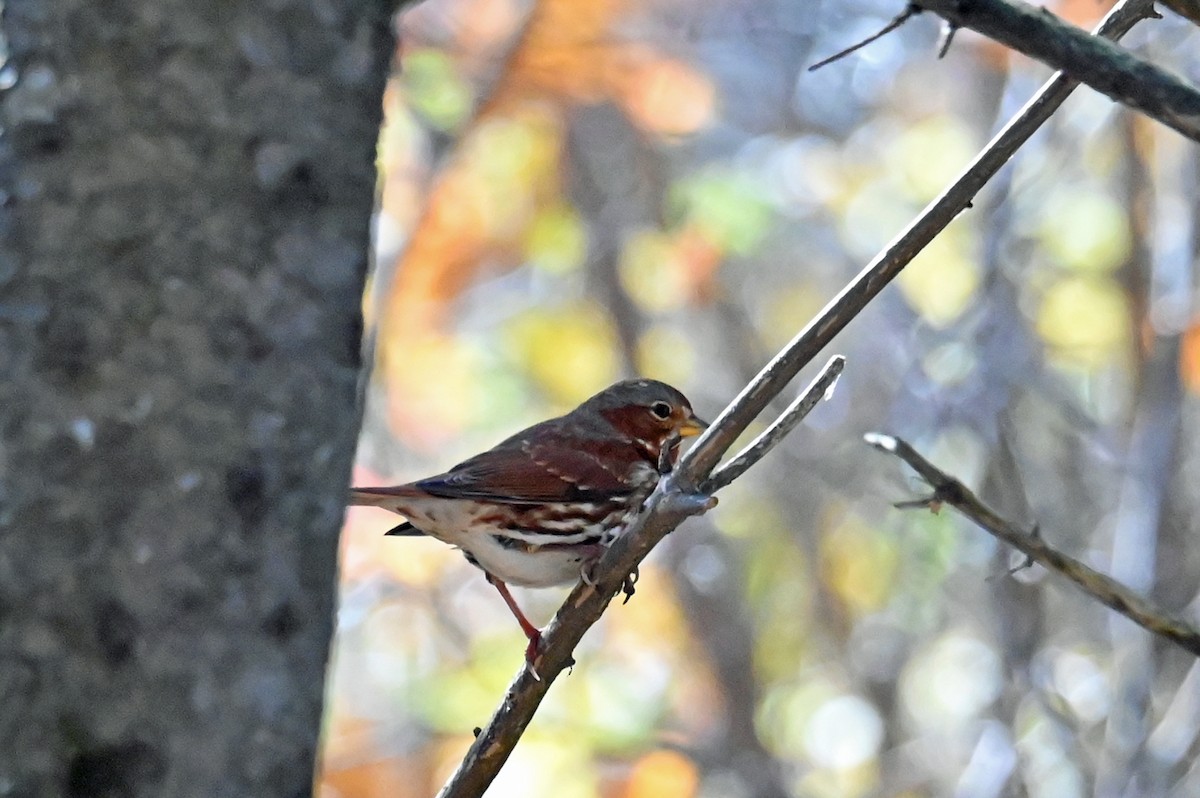 Fox Sparrow - ML645012680