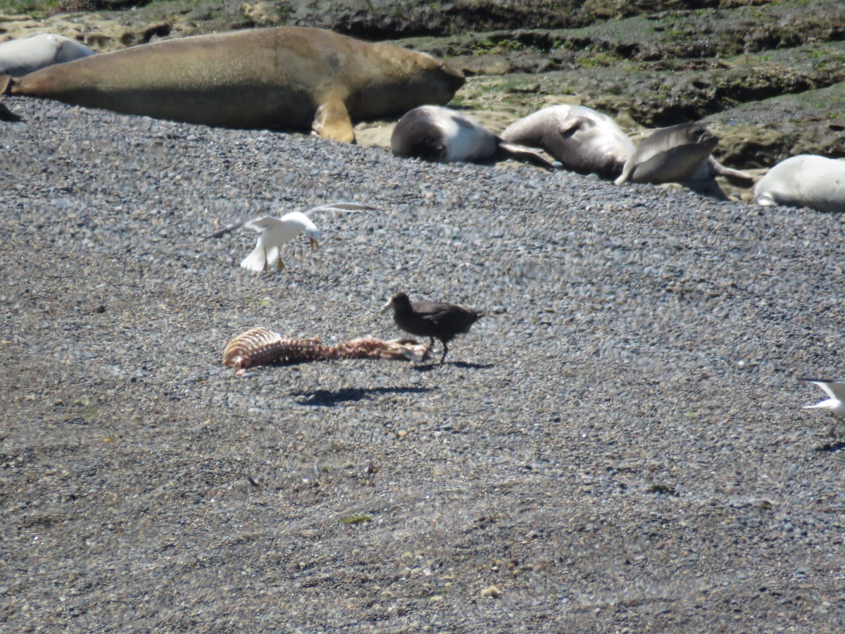 Southern/Northern Giant-Petrel - ML645012681