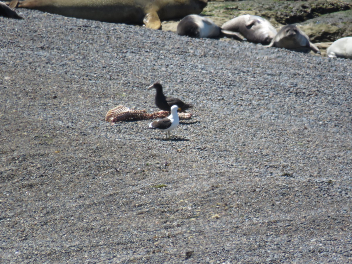 Southern/Northern Giant-Petrel - ML645012682