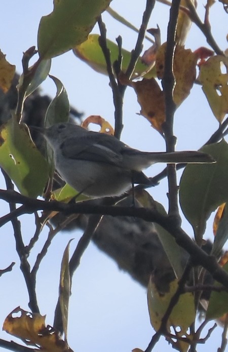 ブユムシクイ - ML645012705