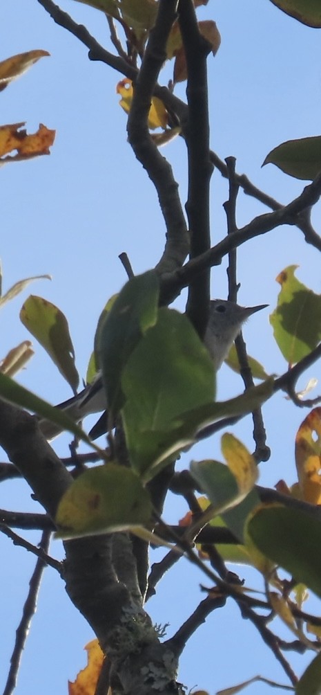 ブユムシクイ - ML645012706