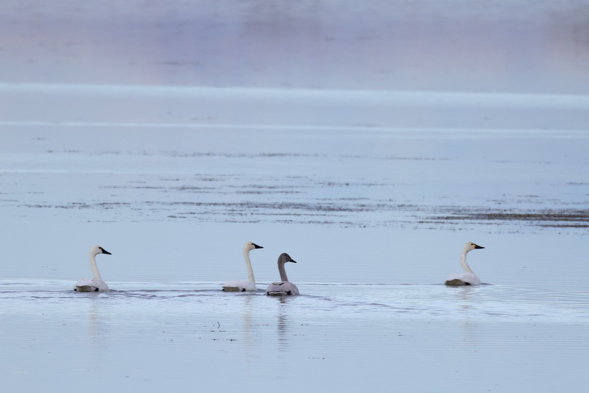 Tundra Swan - ML645012714