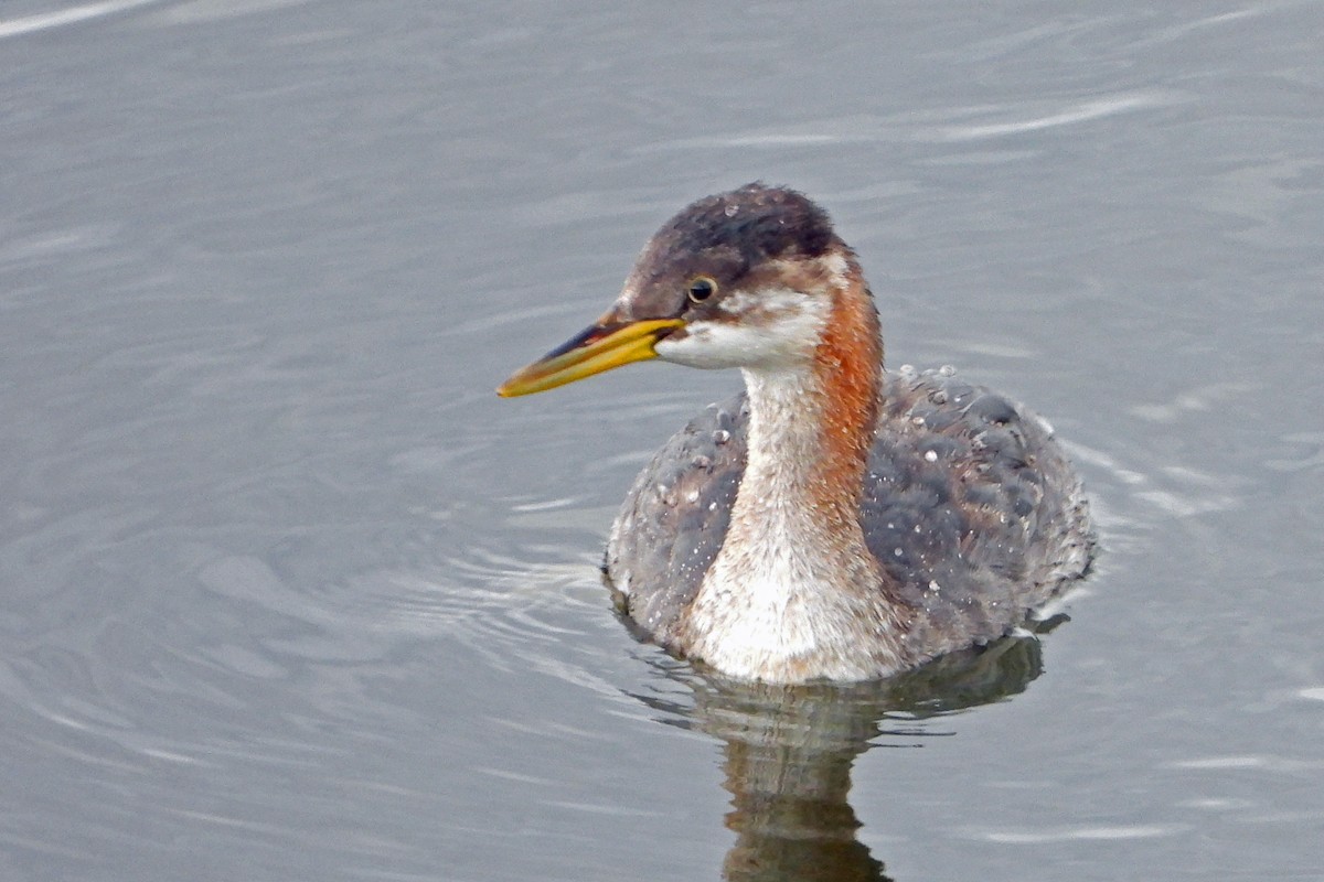 Red-necked Grebe - ML645012725