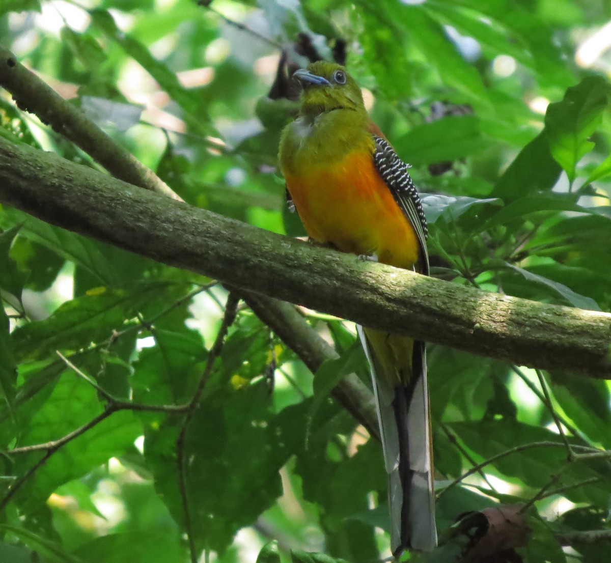Orange-breasted Trogon - ML645012727