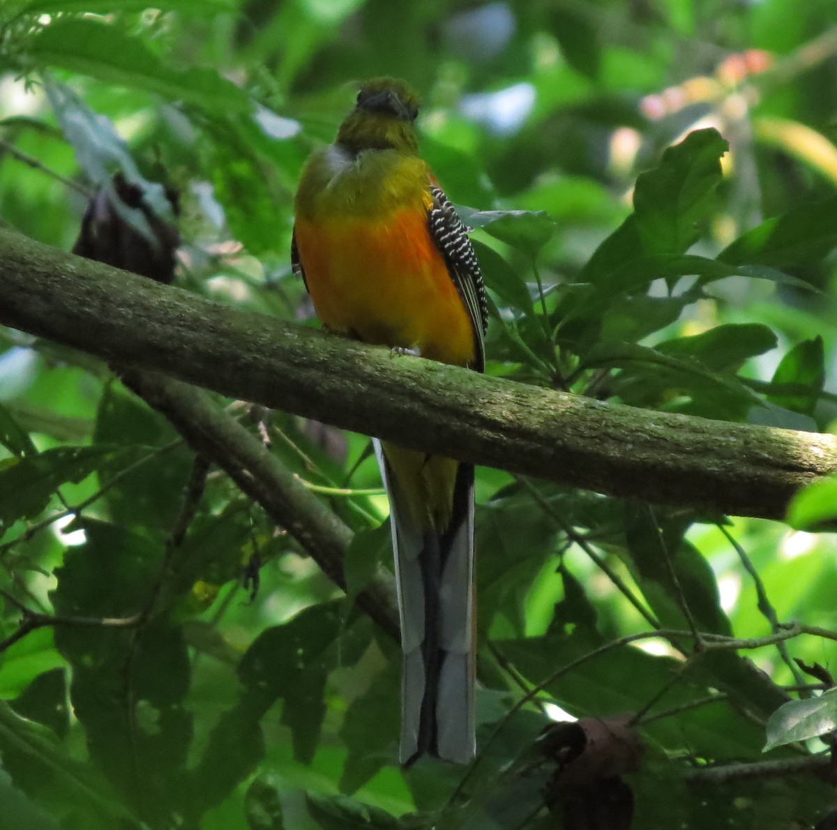 Orange-breasted Trogon - ML645012728
