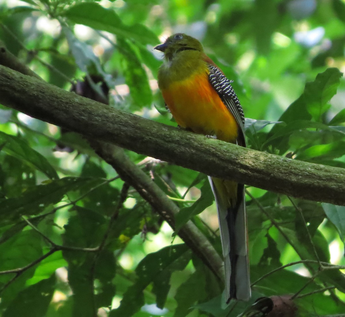 Orange-breasted Trogon - ML645012729