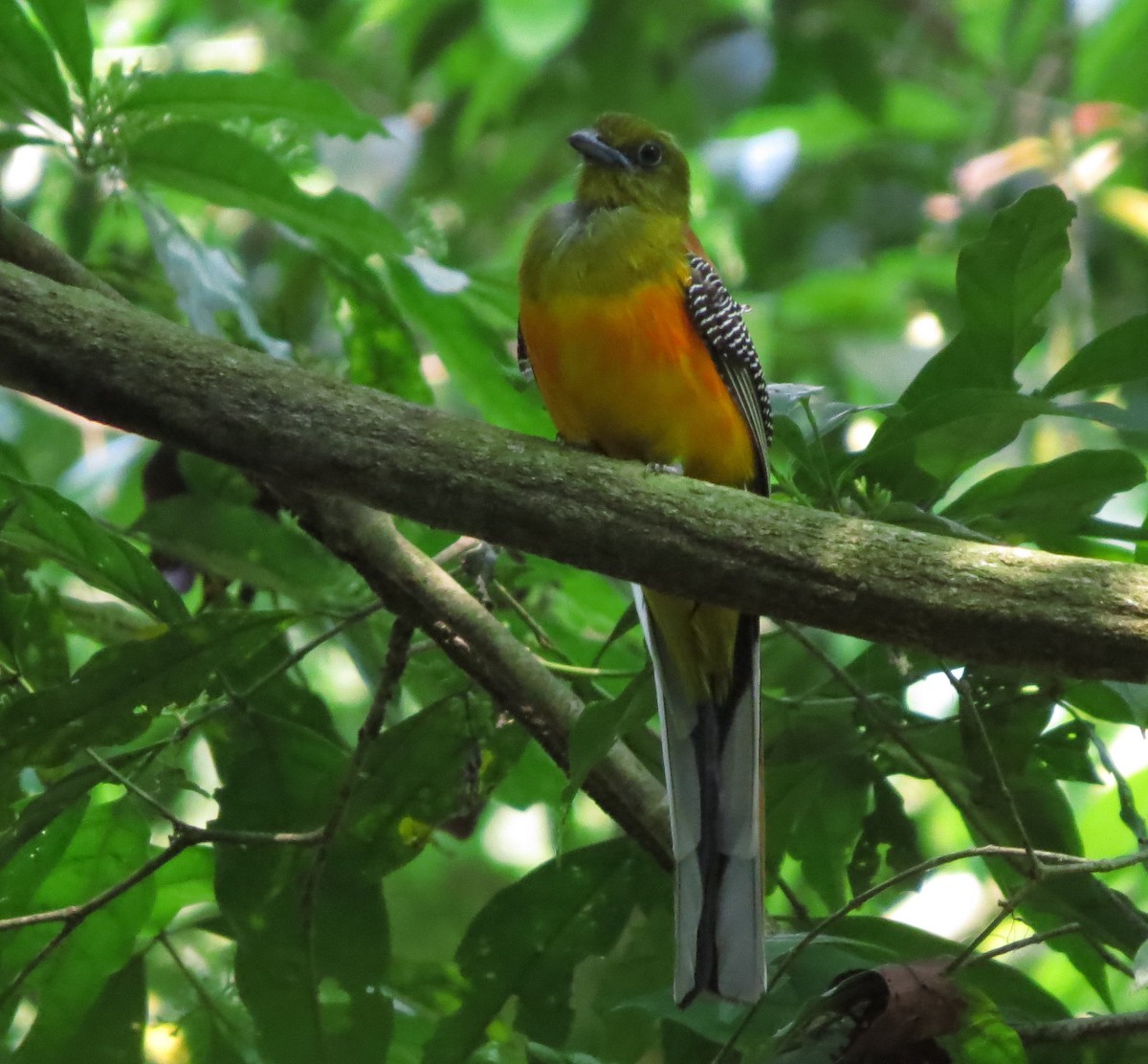 Orange-breasted Trogon - ML645012730