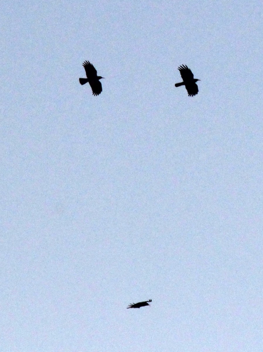 ベニハシガラス - ML645012731