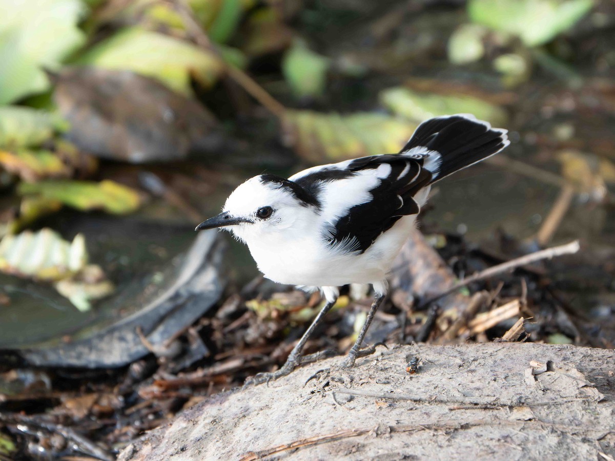 Moucherolle pie - ML645012735