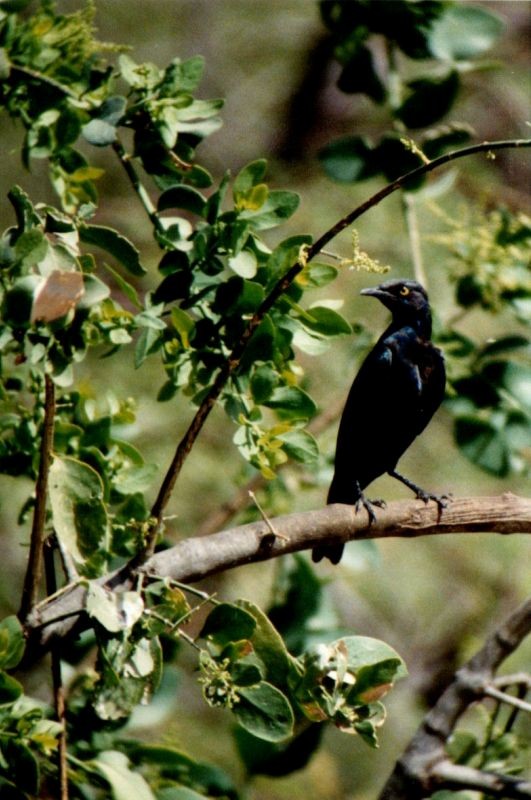 Greater Blue-eared Starling - ML645012745