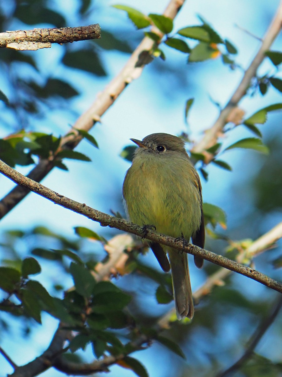 Hammond's Flycatcher - ML645012750