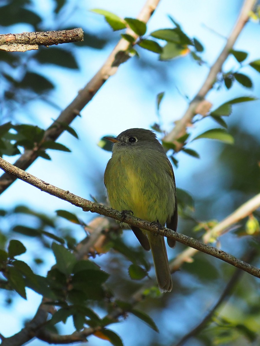Hammond's Flycatcher - ML645012751