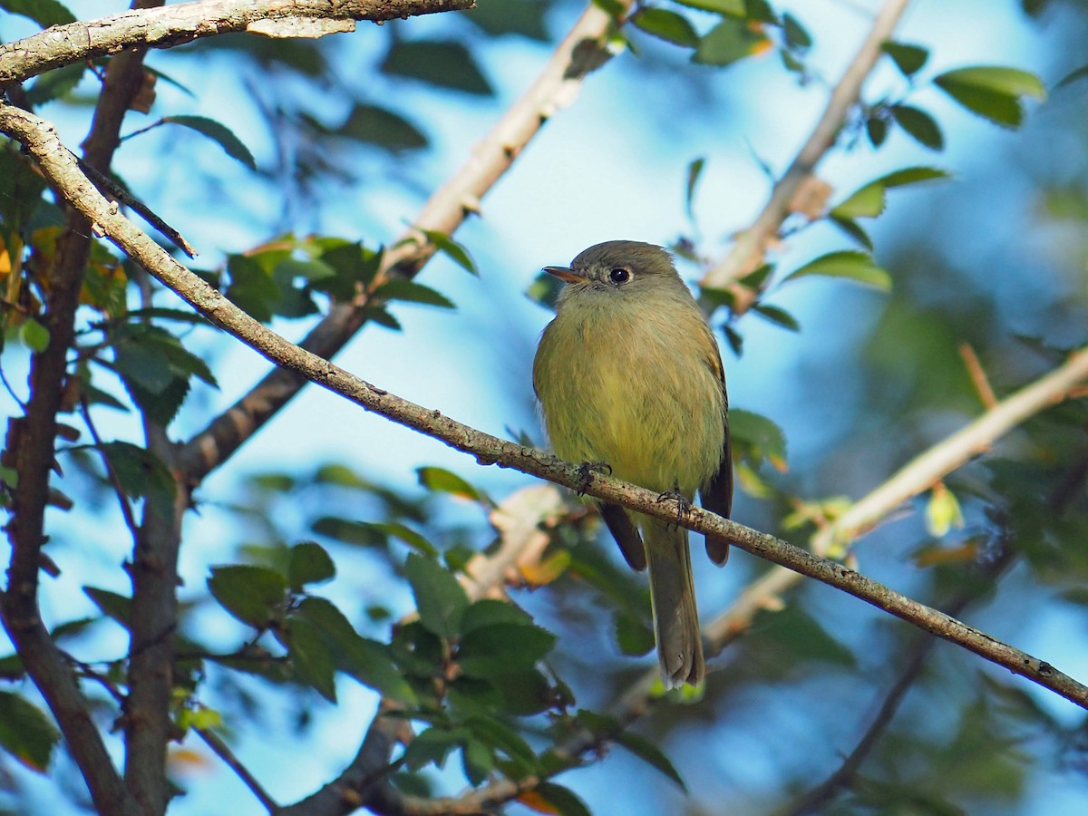 Hammond's Flycatcher - ML645012752