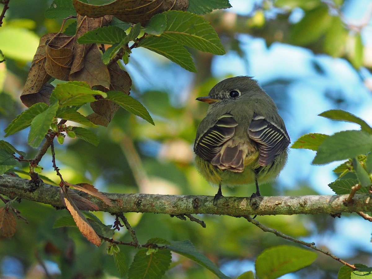 Hammond's Flycatcher - ML645012755