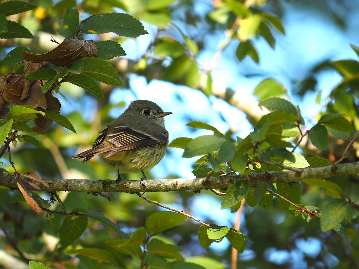 Hammond's Flycatcher - ML645012756