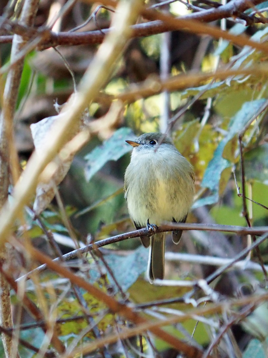Hammond's Flycatcher - ML645012757