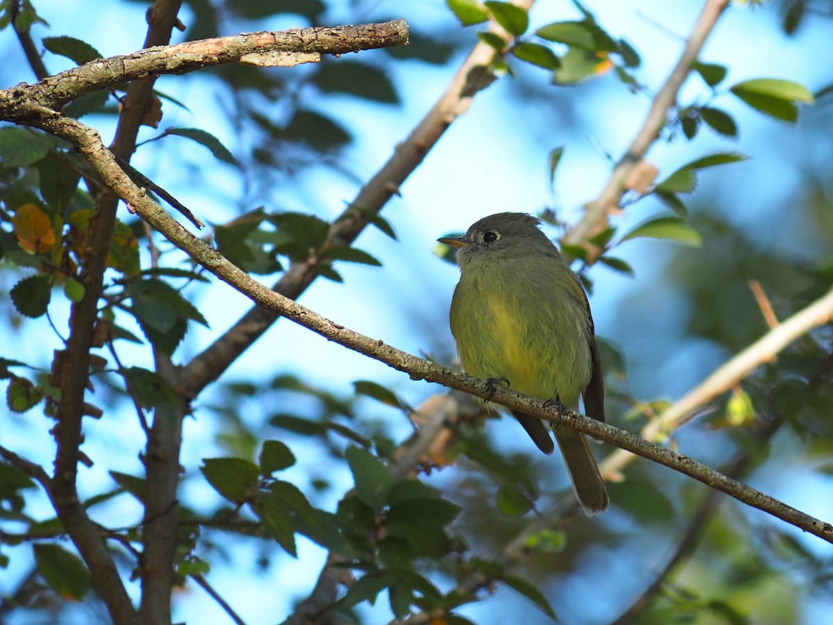 Hammond's Flycatcher - ML645012758