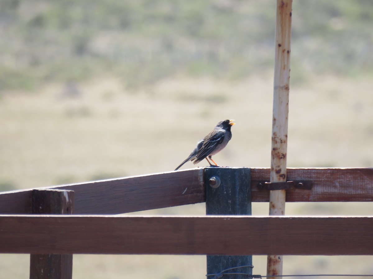 Mourning Sierra Finch - ML645012789