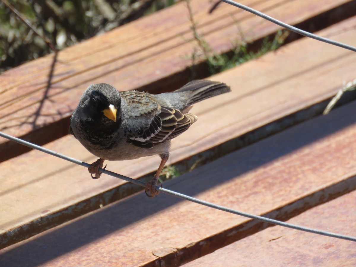 Mourning Sierra Finch - ML645012790