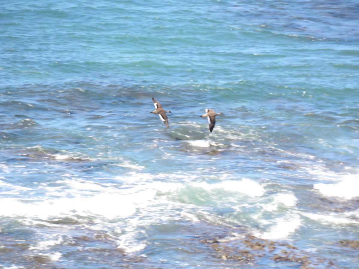 Crested Duck - ML645012791