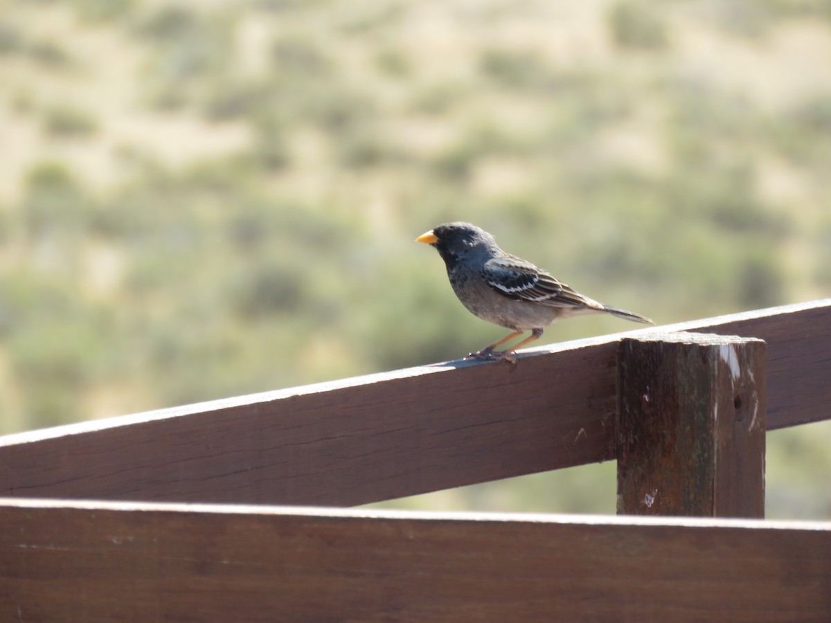 Mourning Sierra Finch - ML645012792