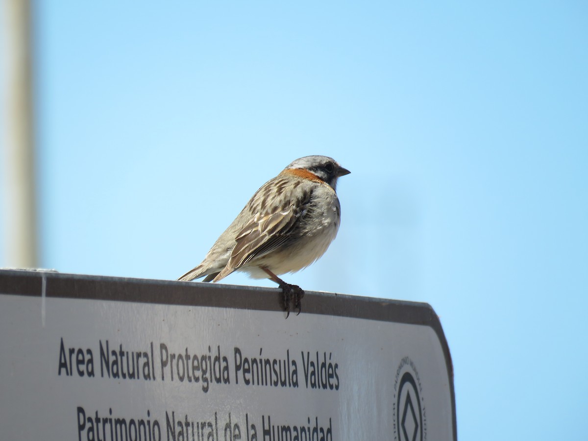 Rufous-collared Sparrow - ML645012793