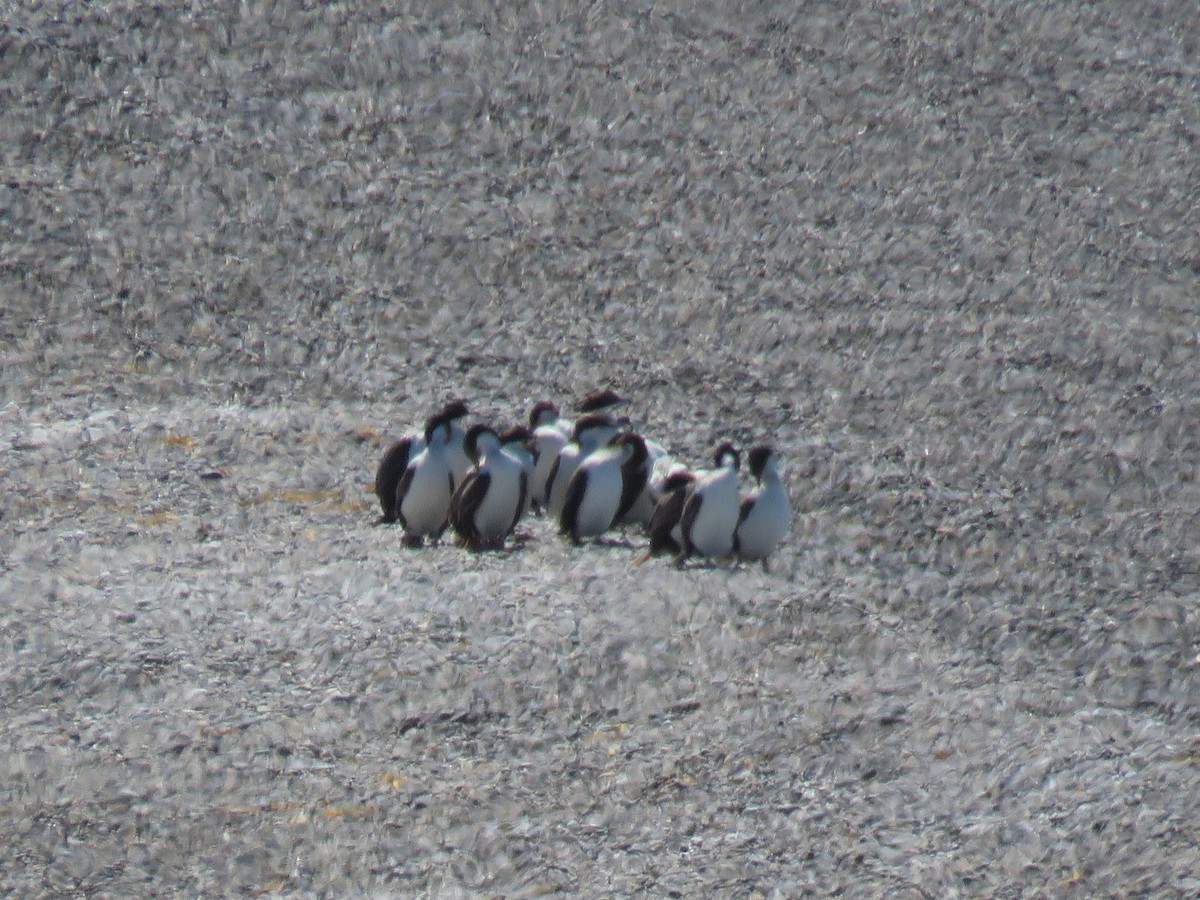 Imperial Cormorant - ML645012794