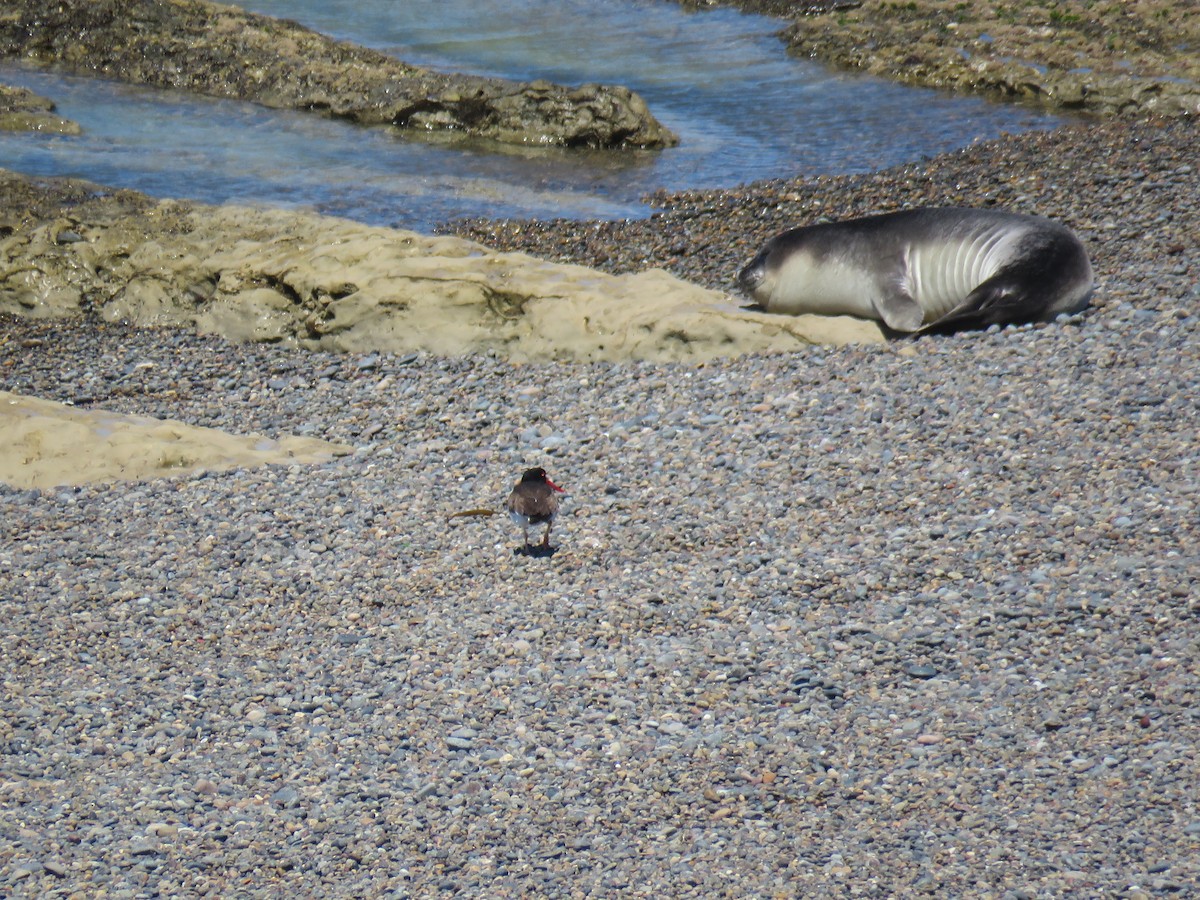 American Oystercatcher - ML645012795