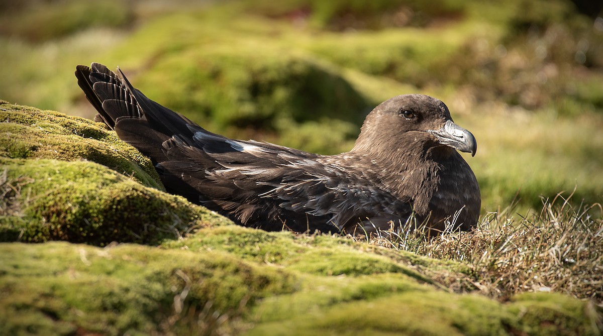Brown Skua - ML645012804