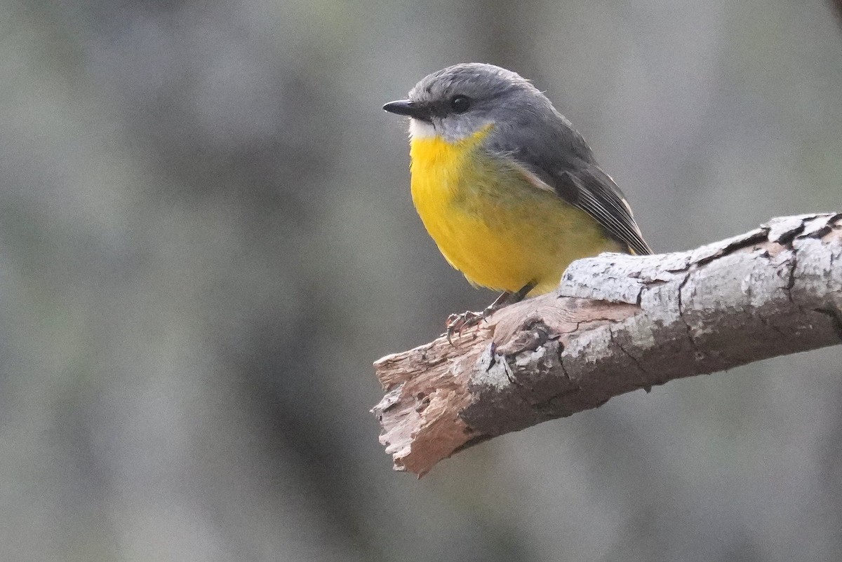 Королець жовтий - ML645012820