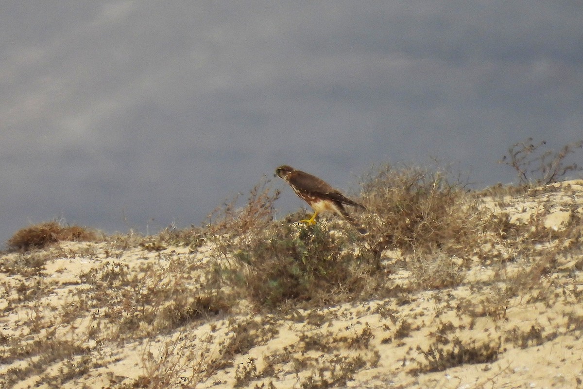 Merlin - ML645012867