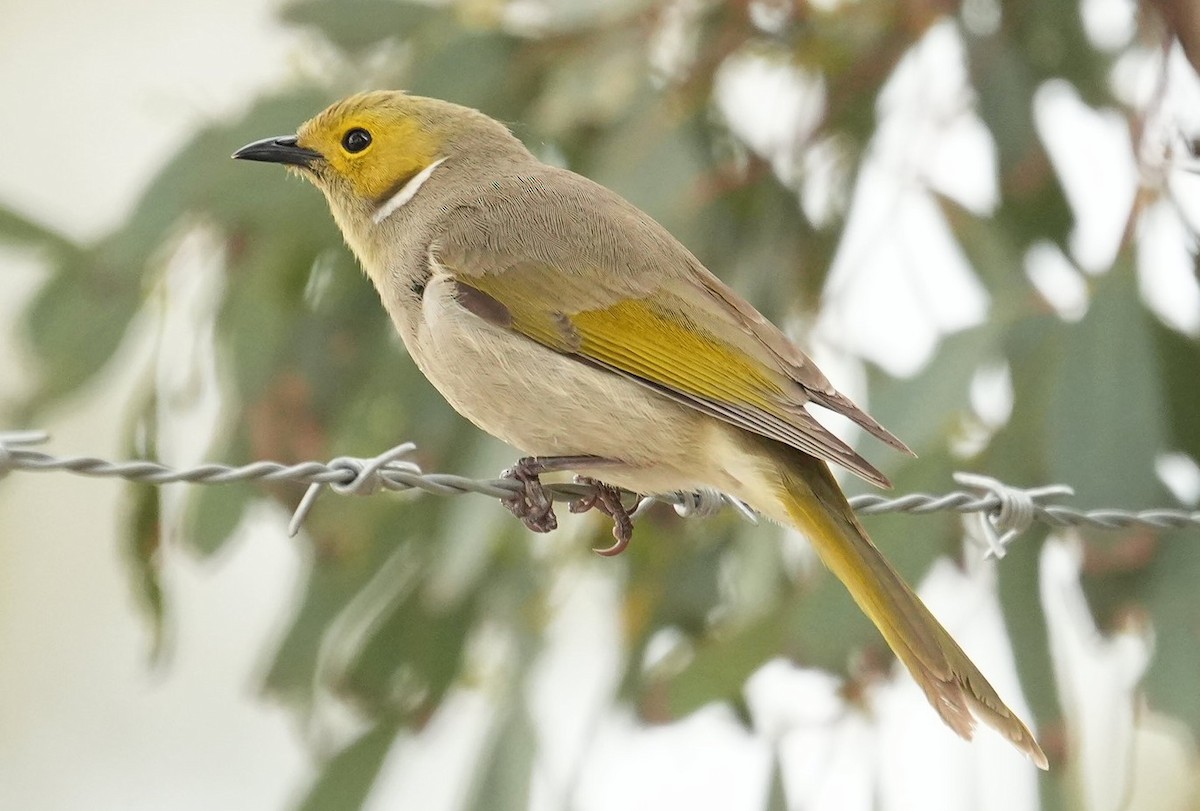 White-plumed Honeyeater - ML645012877