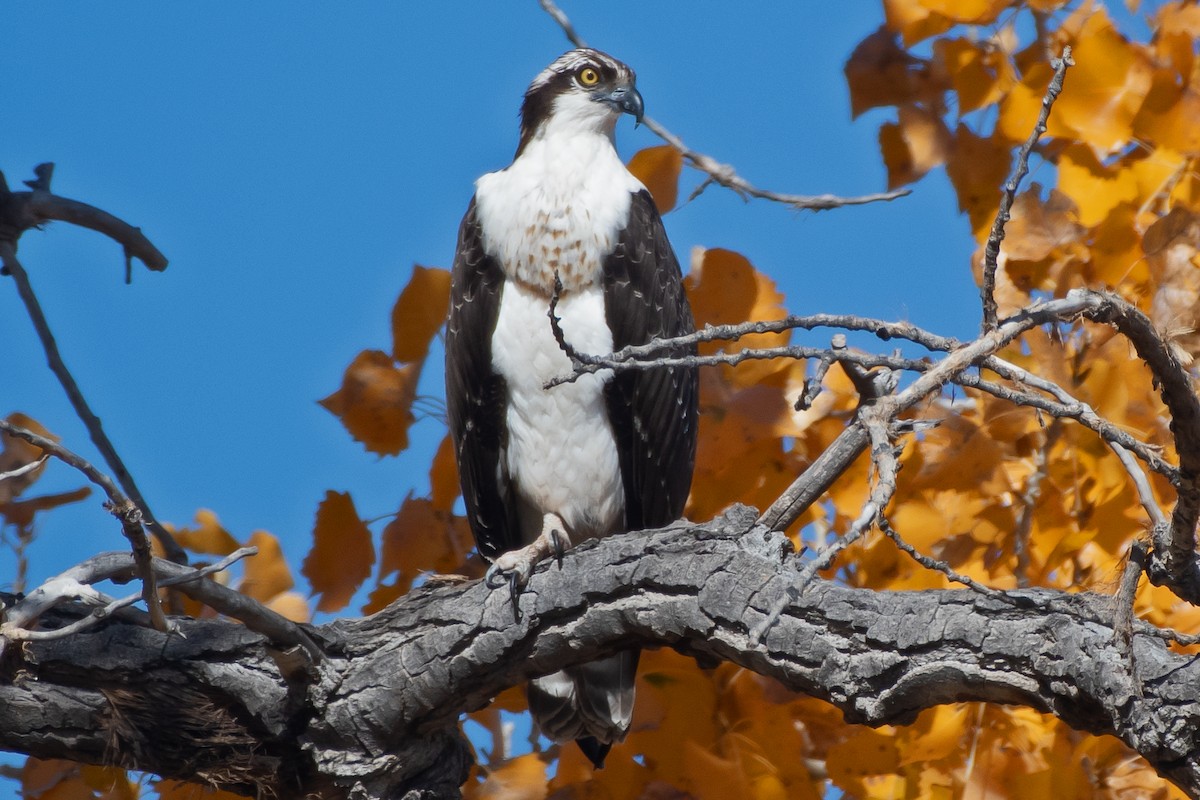 Osprey - ML645012889