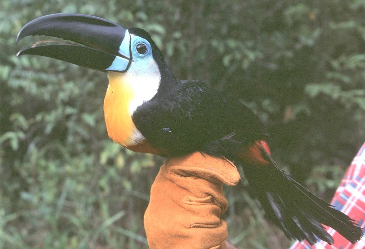 Channel-billed Toucan - ML645012891