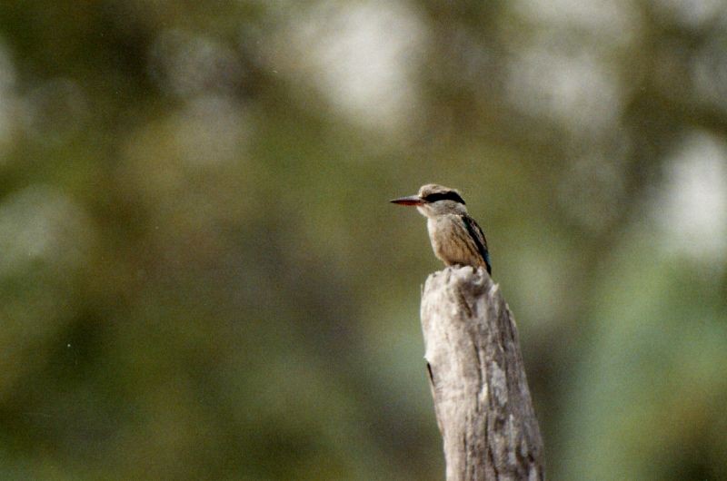 Striped Kingfisher - ML645012903