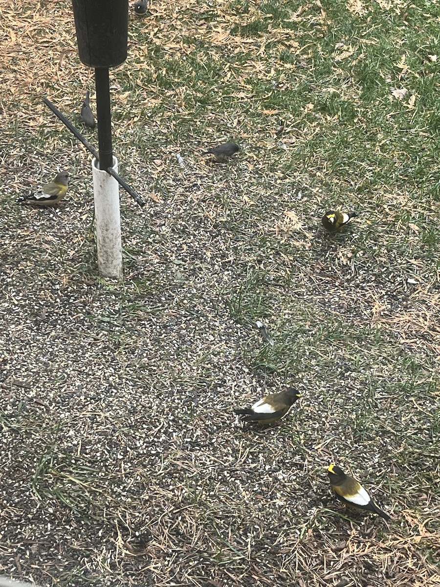 Evening Grosbeak - ML645012916