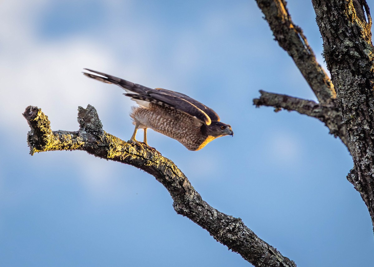 Gavilán de Cooper - ML645012931