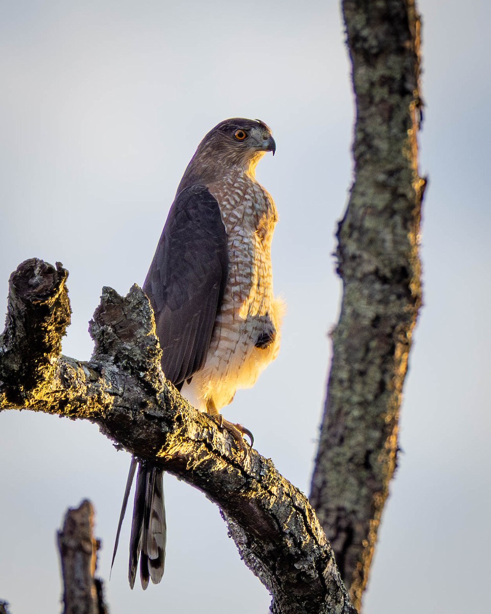 Gavilán de Cooper - ML645012932