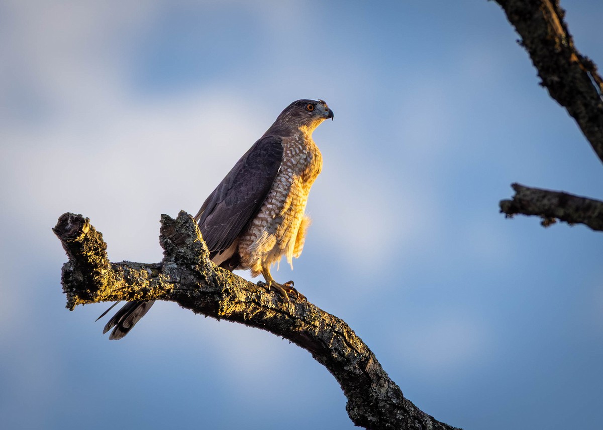 Gavilán de Cooper - ML645012933