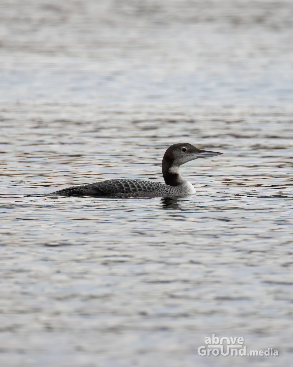 ハシグロアビ - ML645012953