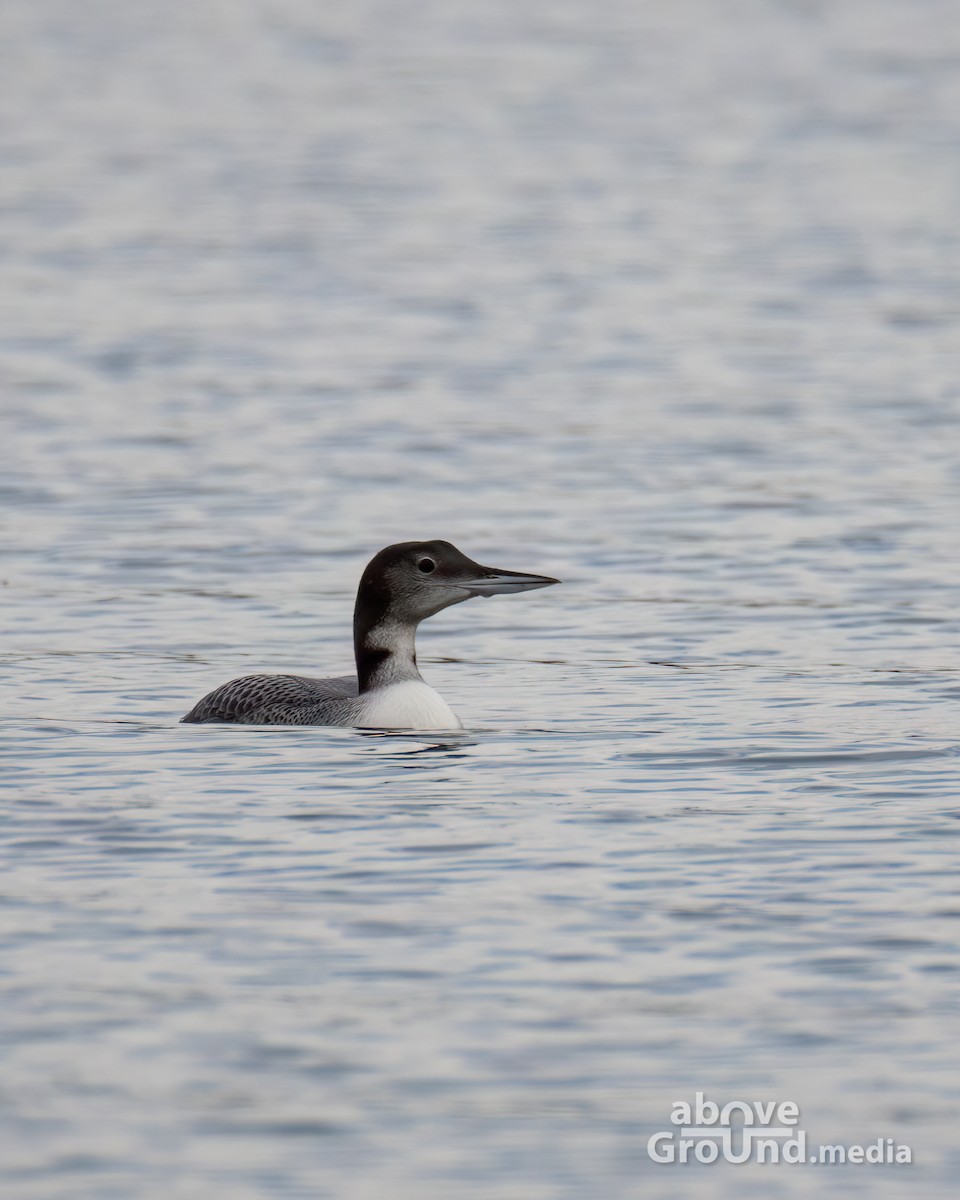 ハシグロアビ - ML645012954