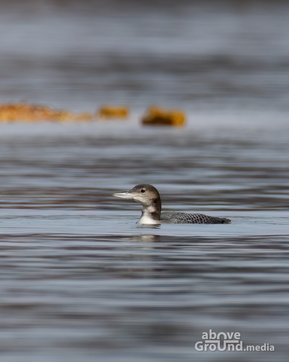 ハシグロアビ - ML645012955