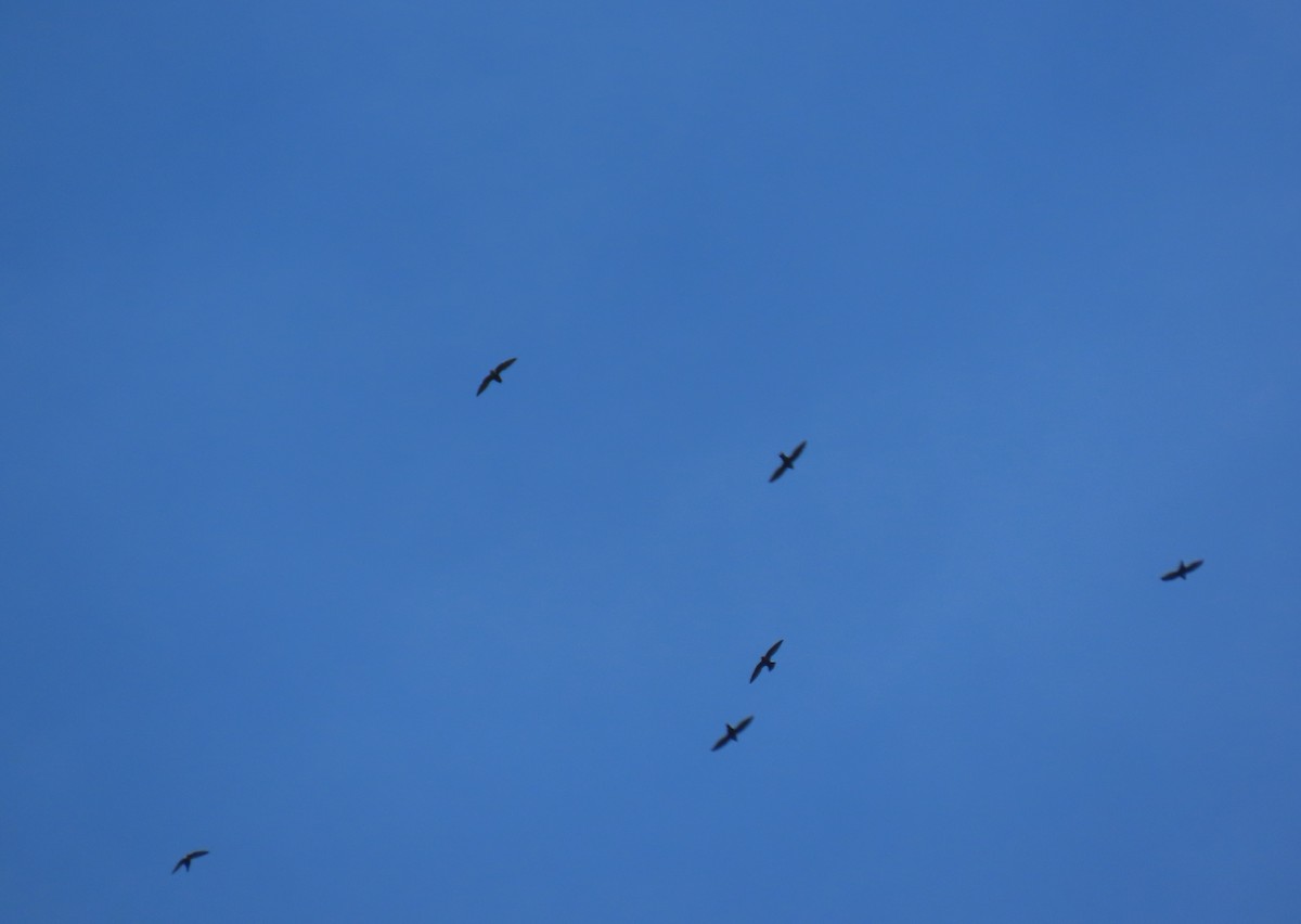 Vencejo Acollarado - ML645012956