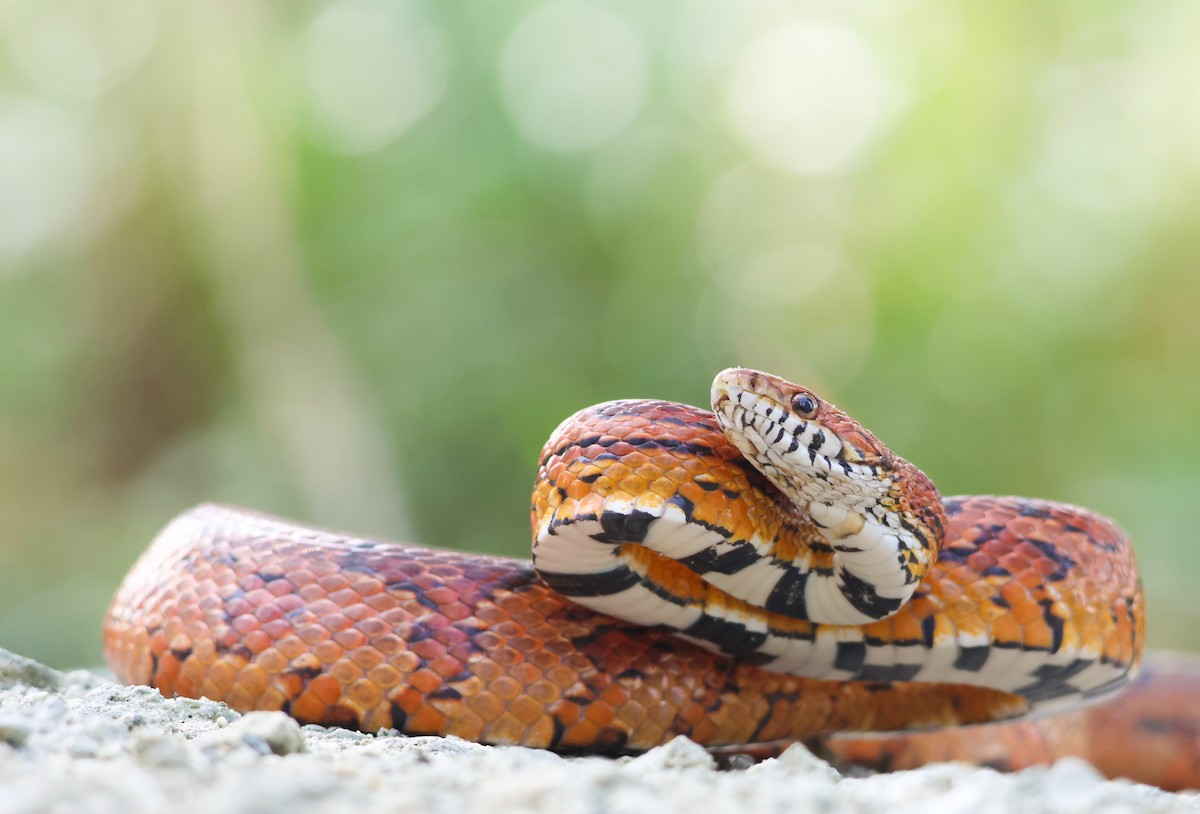 Corn Snake - ML645012978