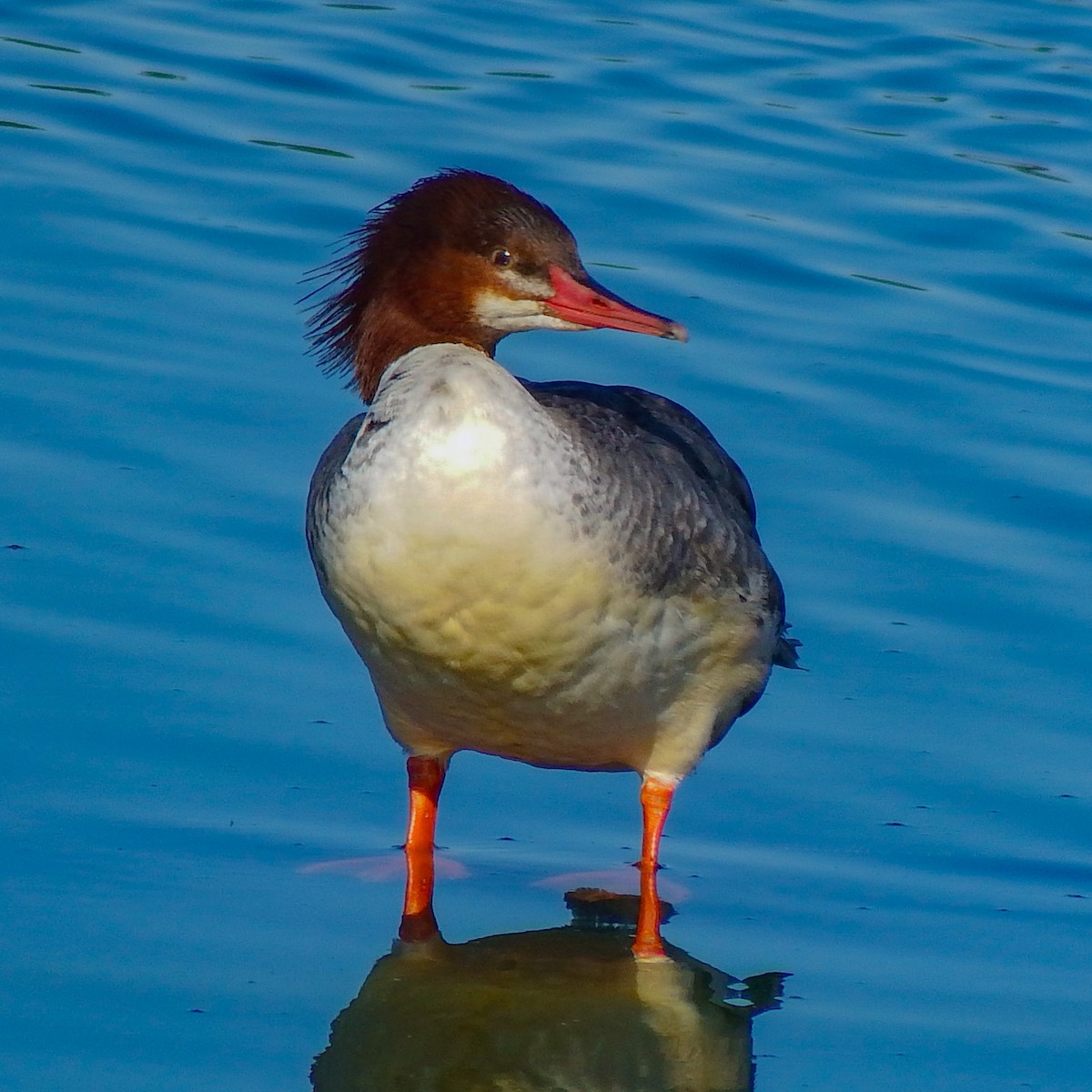 Common Merganser - ML645012988