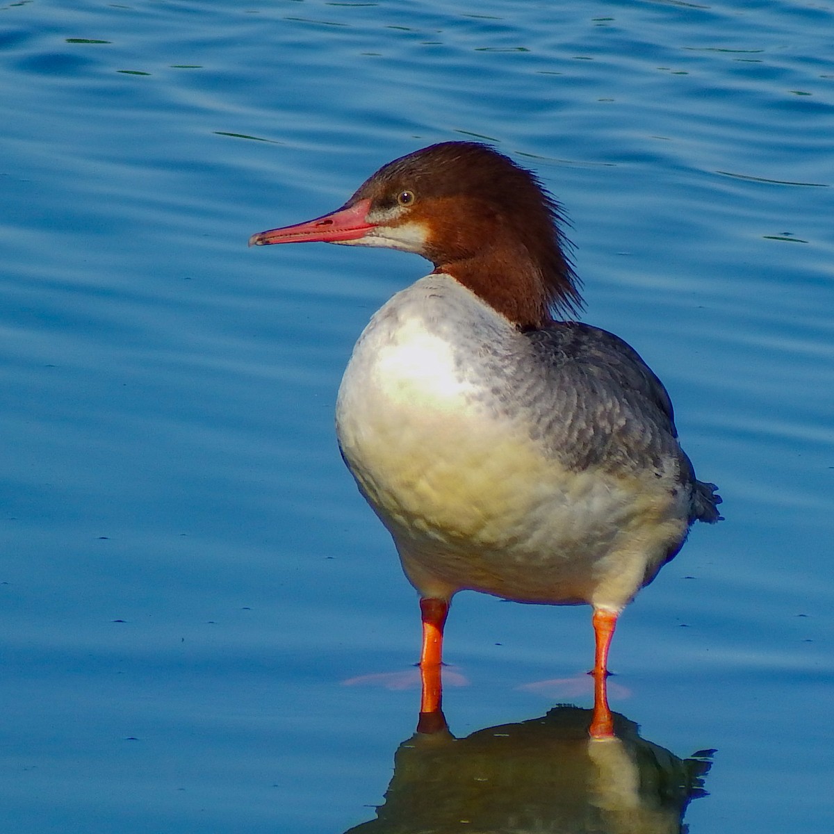 Common Merganser - ML645012989