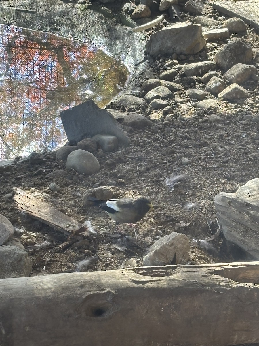 Evening Grosbeak - ML645012994