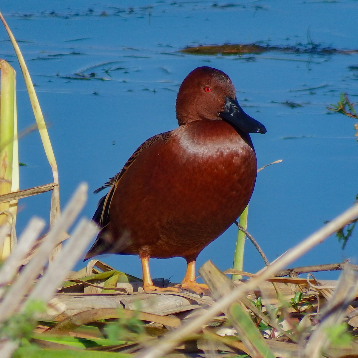 Cinnamon Teal - ML645012995