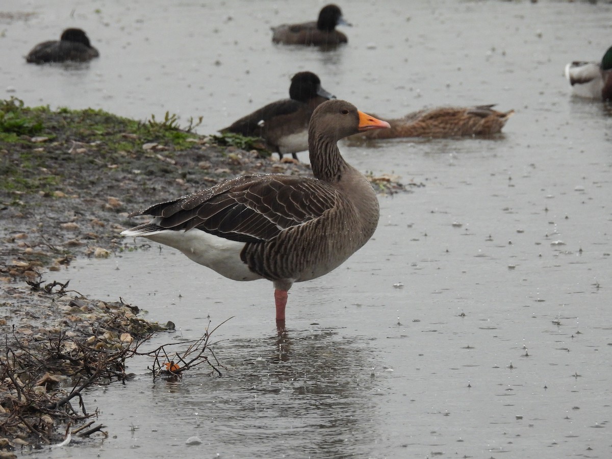 Oca selvatica - ML645013012