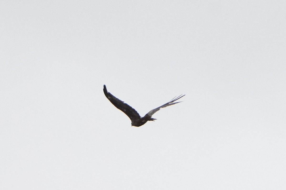 Black Kite - ML645013014